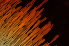 2_image