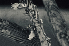 5_image